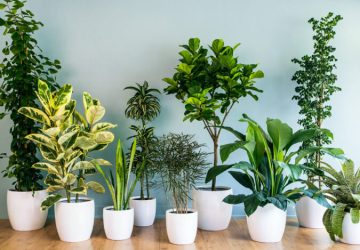 Decore Já: Tuias, Bambu e Arranjos Tropicais Revitalizam Ambientes!