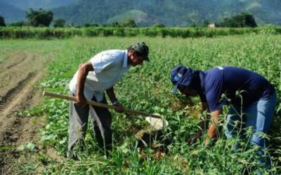 Agro apresenta perda de quase 30 mil vagas de trabalho em novembro