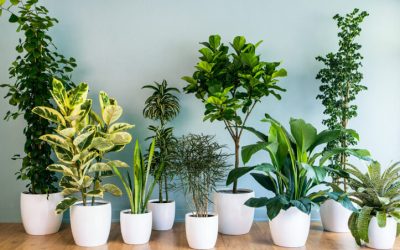 Decore Já: Tuias, Bambu e Arranjos Tropicais Revitalizam Ambientes!