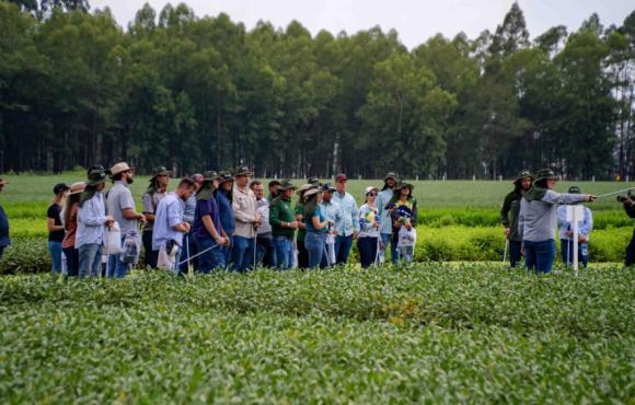 Centros de pesquisa da Aprosoja MT destacam alternativas de manejo para garantia de produtividade das culturas