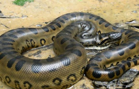 Sucuri é encontrada enrolada em feixe de molas de caminhão em oficina em MT.